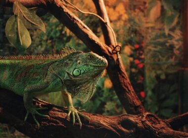 green and brown iguana on brown tree branch